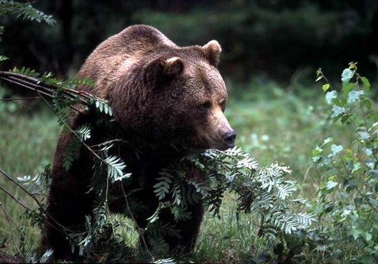 Orso Bruno - Ursus arctos